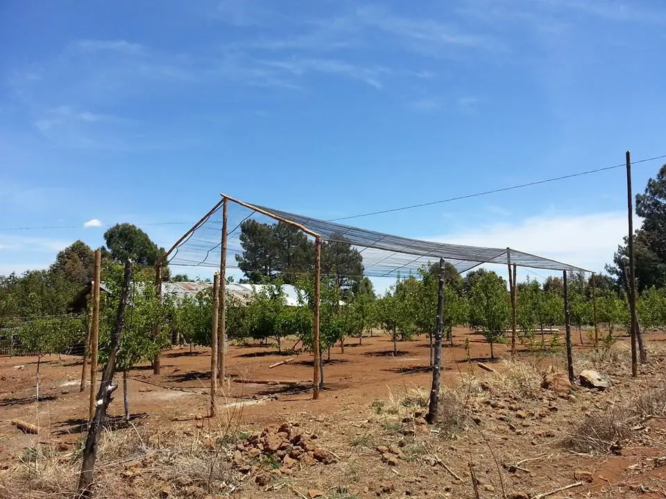 Gloria al Padre GAP Ministries 2000+ Apple Trees Planted in the Sierras