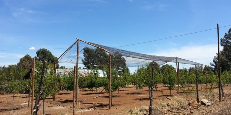 Gloria al Padre GAP Ministries 2000+ Apple Trees Planted in the Sierras